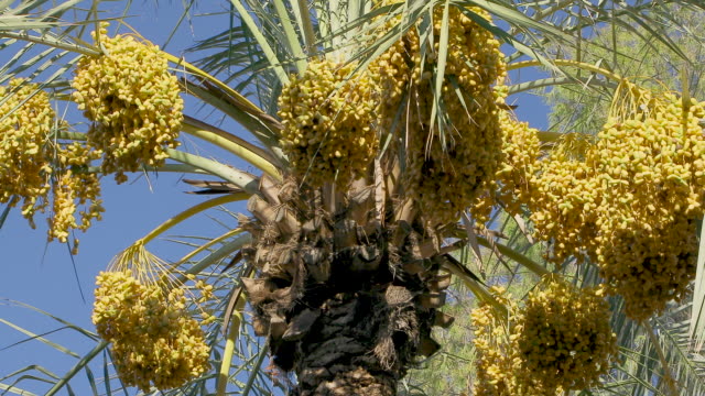 Date-Palm-Tree---Date-Fruit