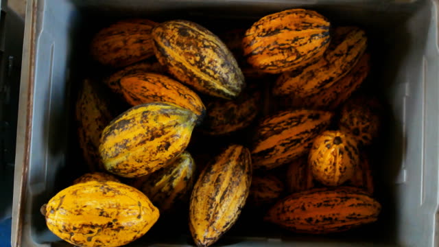 Kakao-Obst,-rohe-Kakaobohnen-und-Cocoa-Pod-im-Kasten.