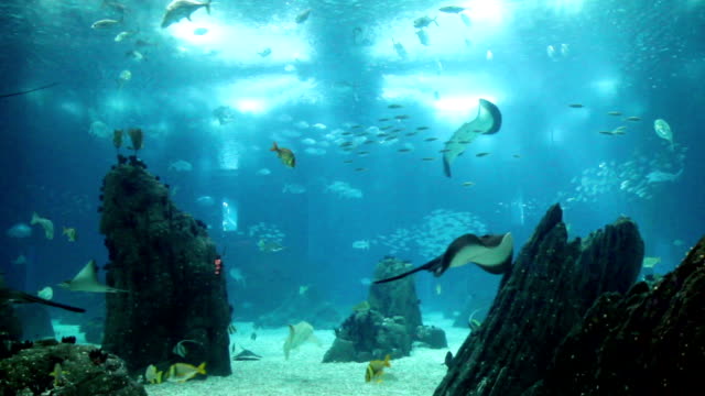 Vista-sorprendente-acuario-submarino-con-muchos-fishes