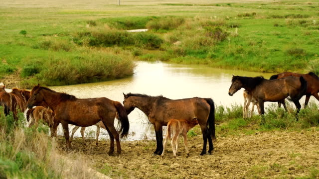 Foal-and-its-mother-in-a-sunny-meadow.-Horses-and-foal-graze-in-a-meadow.