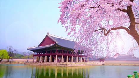 Flores-de-cerezo-en-primavera-de-Palacio-de-Gyeongbokgung-en-seoul,-Corea.