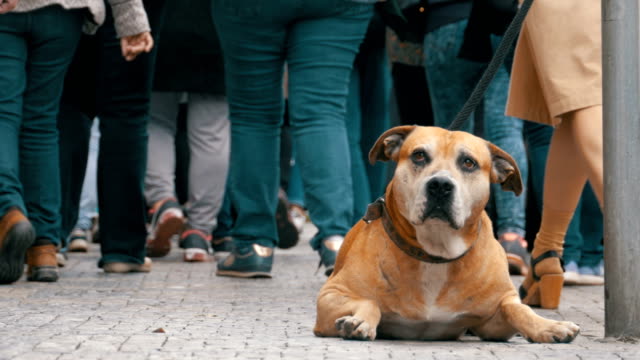 Crowd-of-Indifferent-People-on-the-Street-Pass-by-Sad,-Tied-Faithful-Dog