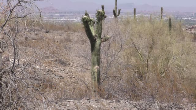 Arizona,-Desert,-A-single-saguaro-cactus-with-many-flowers-on-the-top-and-Phoenix-in-the-back