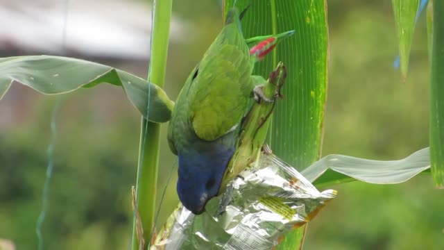 Ave-Natur-Papagei-grün-Kolumbien
