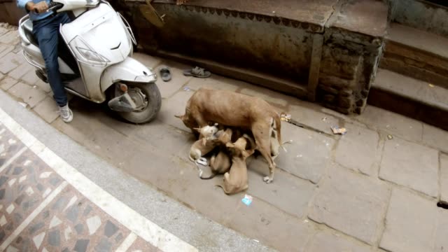 Dog-feeds-puppies-staing-in-middle-of-narrow-cobbled-street-of-Varanasi-women's-legs-in-sarees-pass-around-it