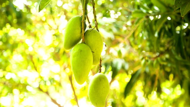 Frische-mangos-am-Baum-im-Garten