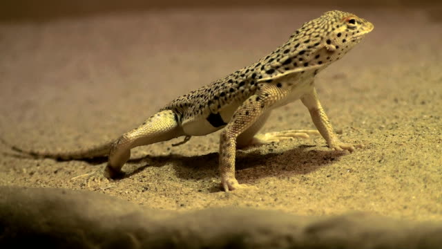 Desert-Lizard