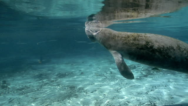 West-Indian-Manatee-takes-a-breath
