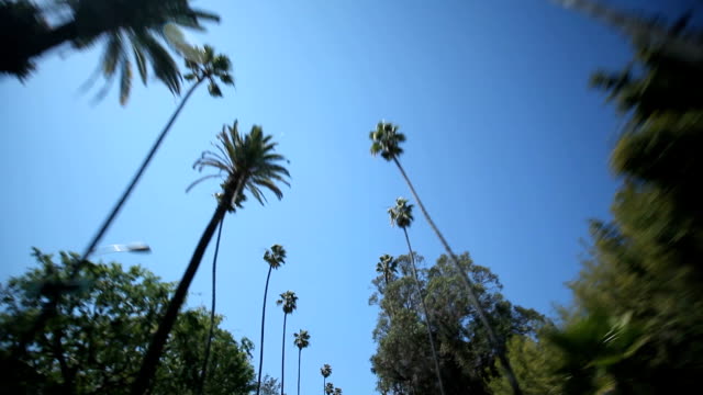 Palm-Tree-Drive