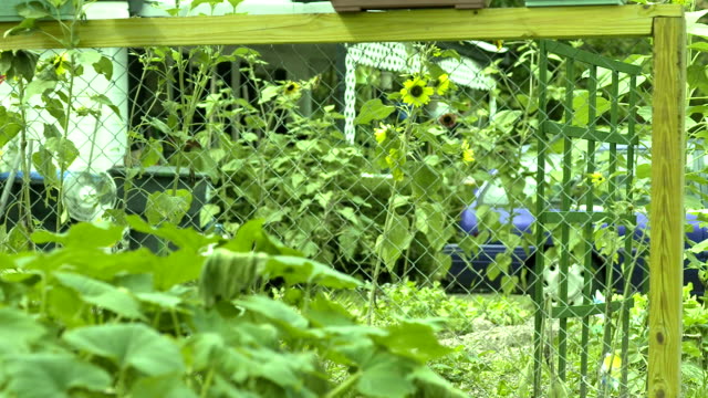 Gelbe-und-lila-Blumen-im-Garten