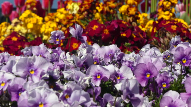 Beautiful-spring-flowers-Victoria-BC-downtown