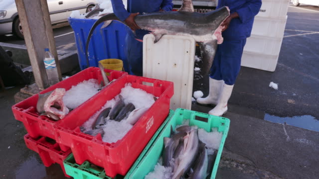 Totes-Baby-Haie,-die-sich-in-einer-Transportbox-befinden,-für-hai-fin-Industrie