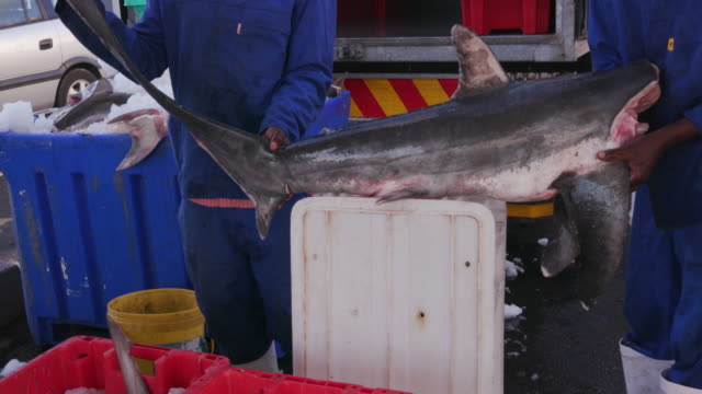 Muerto-bebé-sharks-en-jaulas-para-la-industria-de-aleta-de-tiburón