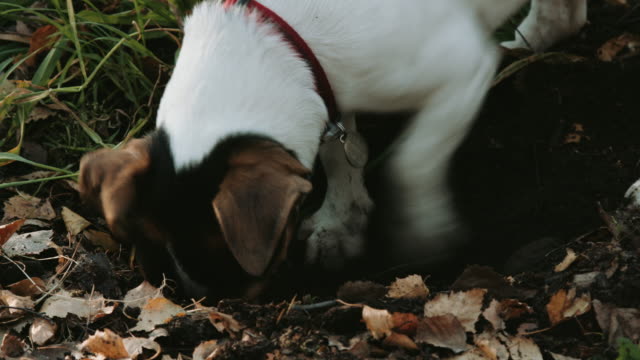 Raza-de-perro-Jack-Russell-Terrier-caminar-en-el-parque