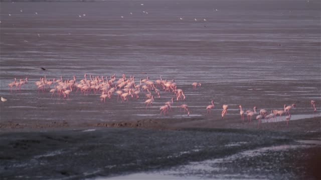 Eine-Herde-von-Flamingos,-die-zu-Fuß