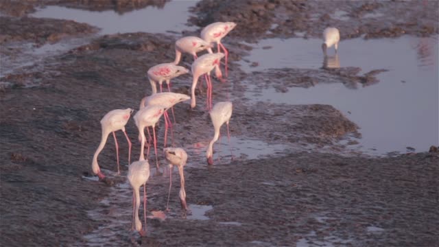 migrada-Flamingos-caminando-y-alimentación-filtro