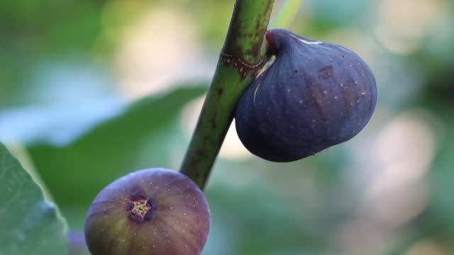 The-woman-picks-the-figs-from-the-tree