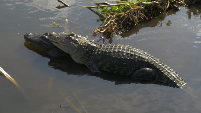 Krokodil-Paarungszeit