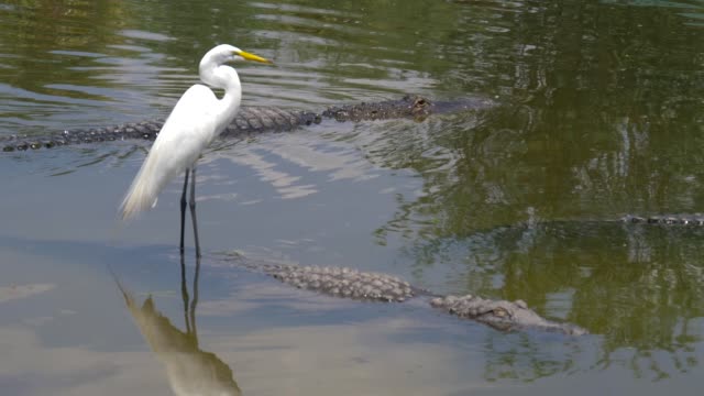 Amerikanische-Alligatoren-liegen-neben-der-Reiher.