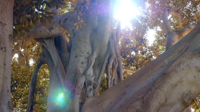 Big-ficus-in-Valencia-oder-Banyan-Baum-ist-ein-riesiger-Baum-in-Spanien