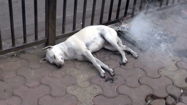 Perro-durmiendo-y-el-humo-de-un-fuego-en-Mumbai-street,-India