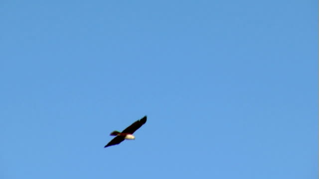 Eagle-Soaring-Through-Clear-Sky,-Brahminy-Kite,-Bald-Sea-Hawk
