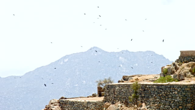 Birds-at-Sarawat-mountains