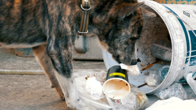 Desamparados,-delgado-y-hambriento-perro-hurga-en-un-bote-de-basura-en-la-calle.-Asia,-Tailandia