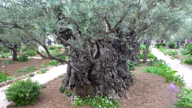 Garten-Gethsemane.-Jerusalem.-Alte-Stadt
