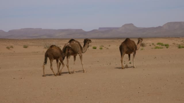 Group-of-camels-walking-in-Sahara-desert