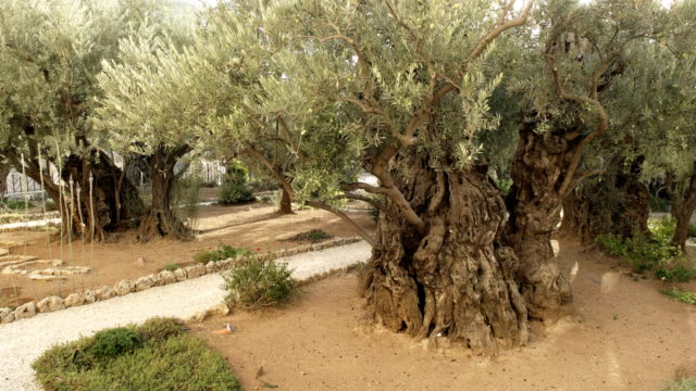 Nahaufnahme-von-einem-alten-Olivenbaum-im-Garten-von-Gethsemane,-jerusalem