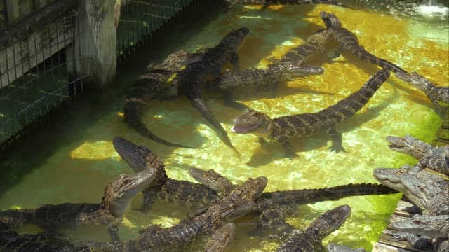 Aligators-Zucht-in-der-Florida