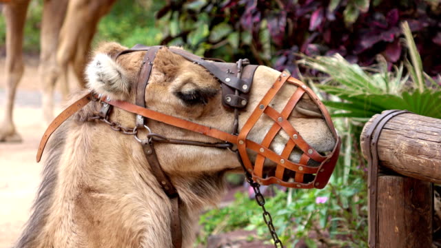 Arabischen-Kamel-in-Maulkorb-in-4k