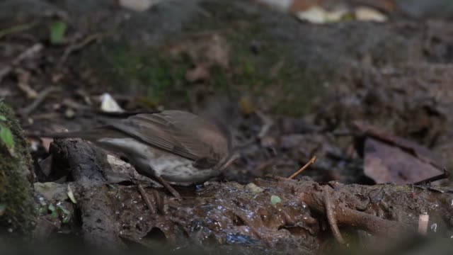 Black-throated-thrush-(Turdus-atrogularis)-Drinking-water