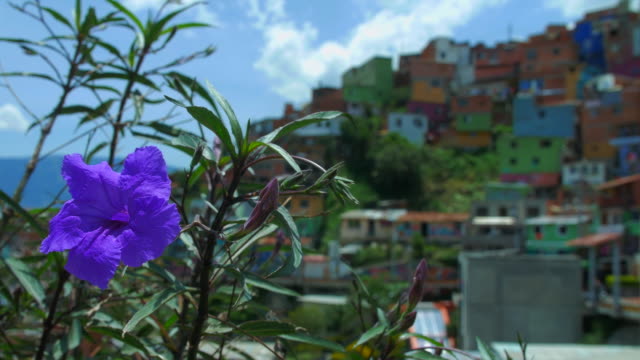Vista-de-la-Comuna-13-Medellín-Colombia,-con-flores-en-primer-plano,-foco-de-rack