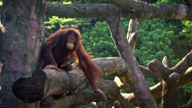 Zeitlupe-des-erwachsenen-Bornean-Orang-Utans,-der-auf-einem-Baum-im-Wald-ruht