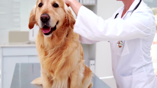 Labrador-receiving-treatment-from-veterinarian