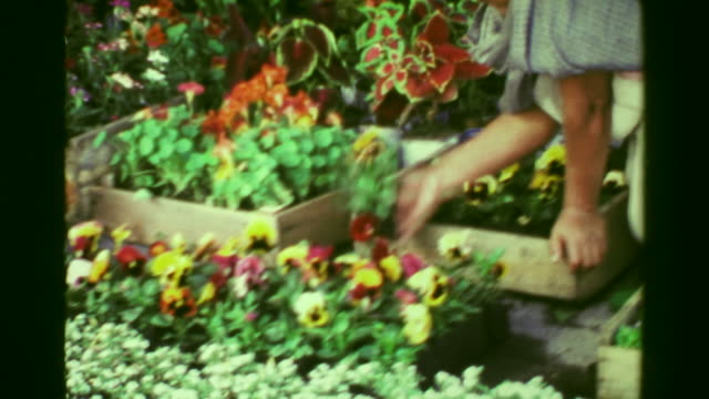 1978:-Old-hispanic-woman-picking-out-flower-plants-at-gardener's-market.