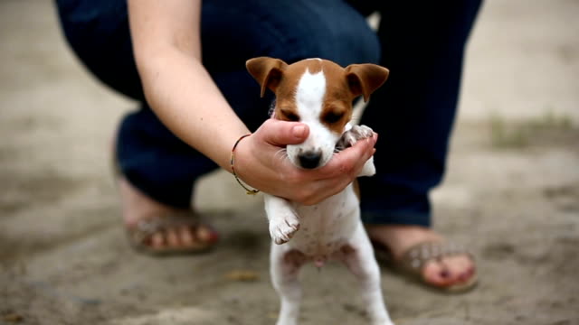 Cheerful-puppy-Jack-Russell-terrier