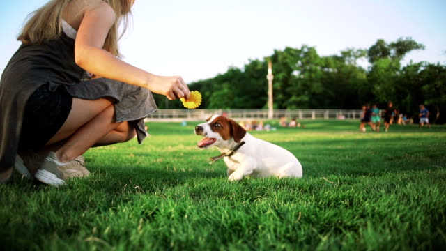junge-Frau-spielt-mit-kleine-süße-jack-Russel-Terrier-im-Park,-Slow-motion