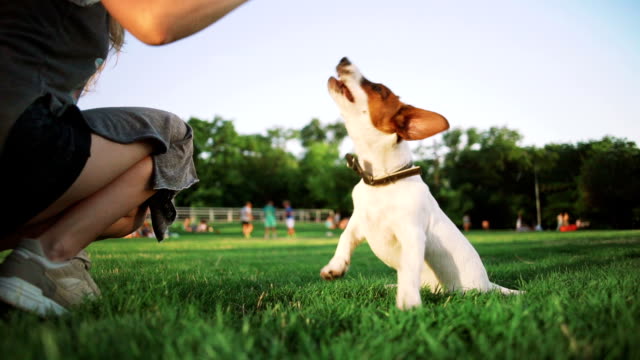junge-Frau-spielt-mit-kleine-süße-jack-Russel-Terrier-im-Park,-Slow-motion