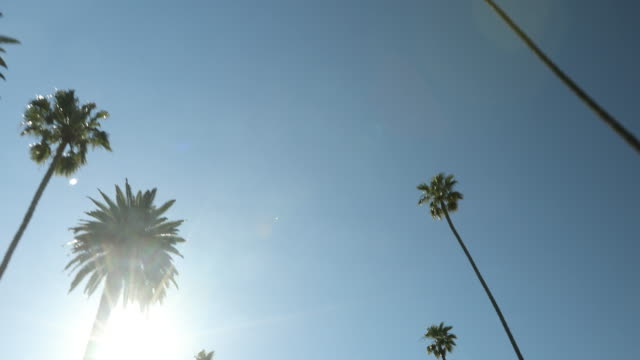 Fahren-Sie-einen-Palm-von-Bäumen-gesäumten-Straße-im-sonnigen-Hollywood-Kalifornien-USA