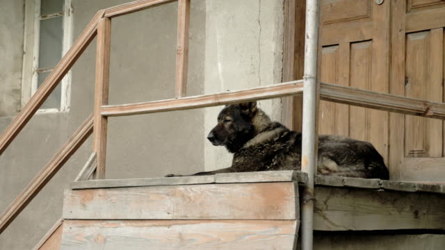 Angry-dog-guards-the-house-on-the-steps,-Mestia,-Georgia