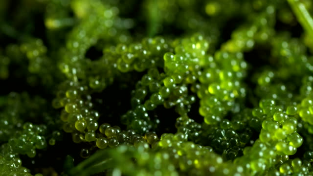 Meer-Trauben-(grüne-Kaviar)-Algen,