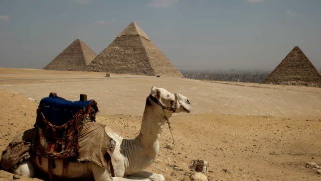 Kamel-mit-den-Pyramiden-von-Gizeh-in-der-Ferne-sitzen