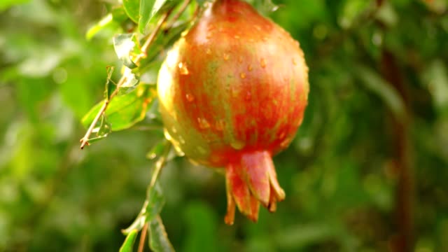 Unreife-Pomegrenade-Obst-Handheld