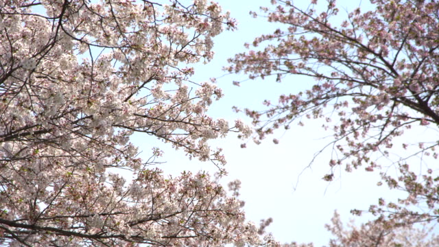 Schöne-Sakura,-Kirschblüten,-Frühling