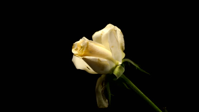 One-withering-rose-on-black-background--timelapse