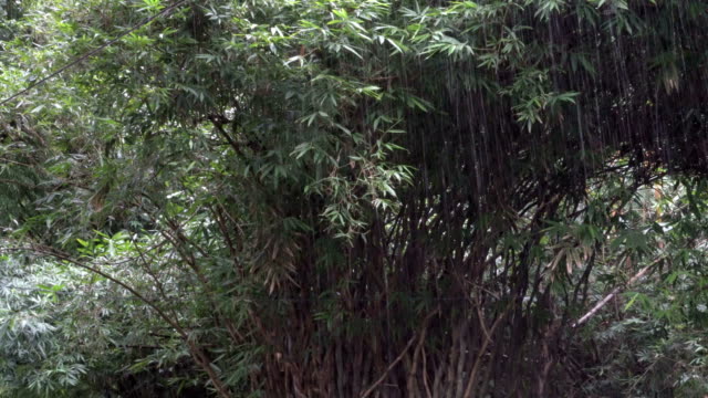 Lluvia-y-árboles-Monzón-indio