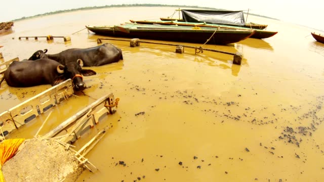 Zwei-Büffel-im-Fluss-Ganga-schwarze-Kohlen-schwimmen-in-braunen-Wasserbooten-auf-einer-überfluteten-Manikarnika-Einäscherungsghat